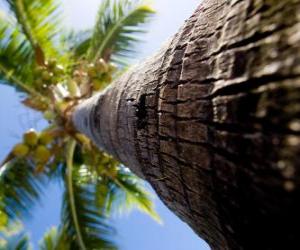 yapboz Palmiye ağacı hindistancevizi
